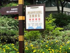 -泡桐树街