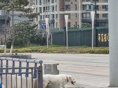 -烟台金沙滩喜来登度假酒店