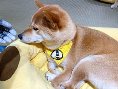 -逗柴咖啡屋·狗咖猫咖宠物桌游