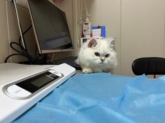 -创凡宠物医院·骨专科  猫科中心(西乡分院)