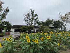 -杭州湾海上花田景区
