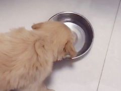 -翊宠yipet猫狗购宠庄园犬舍•猫舍