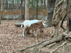 -清迈夜间动物园