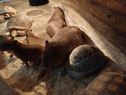 -Zoolung Zoolung动物主题公园(海信广场店)