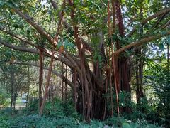 -深圳湾公园(南山区)