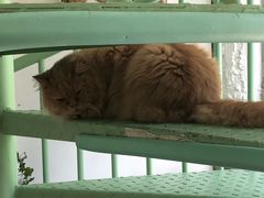 -有猫主题·治愈系猫咖(曾厝垵店)
