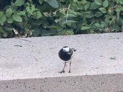 -鲤鱼山公园