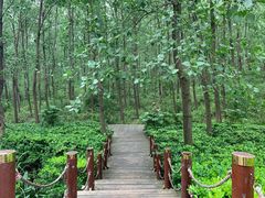 -合肥滨湖国家森林公园