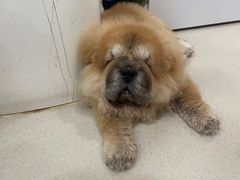 -共舞时光猫咖·狗咖(新街口店)