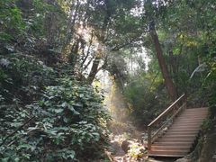 -西双版纳原始森林公园