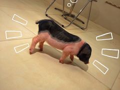 -怪兽屋·羊驼·猫咖·狗咖(俊华广场店)