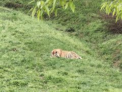 -合肥野生动物园