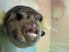 -烟台海昌鲸鲨海洋公园