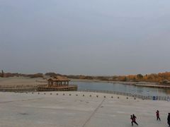 -金塔沙漠胡杨林景区