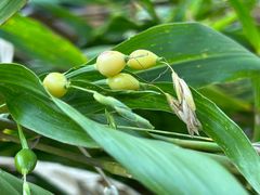 -广州神农草堂中医药博物馆