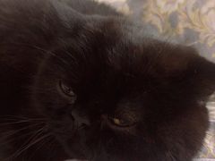 -博特宠物医院24h犬猫全科.骨科·异宠