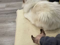 -BABIT巴比特宠物(MOMOPARK店)