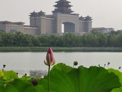 -莲花池公园