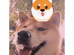 -柴犬高等学院·狗咖·柴犬售卖·宠物训练