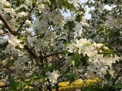 -永定河休闲森林公园