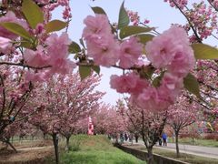 -天王浮山樱花园