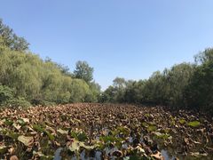 -溱湖国家湿地公园