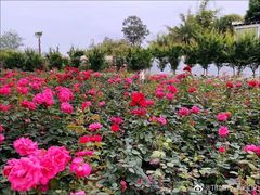 -三圣花乡旅游区