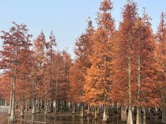 -白鹭湾湿地公园