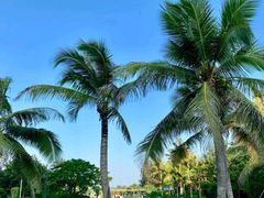 -瑰丽酒店·海吧·天际下午茶·现场DJ·天台酒吧