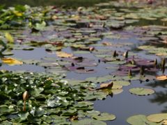 -国家植物园南园