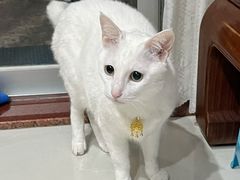 -创凡宠物医院·骨专科  猫科中心(西乡分院)