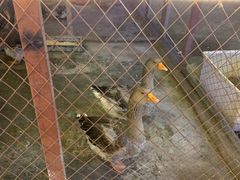 -鱼窝棚柴火铁锅炖(富山屯店)