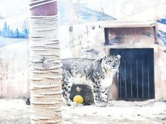 -青藏高原野生动物园