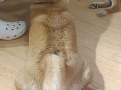 -是阿柴呀！柴犬咖啡·爱喵喵猫咖