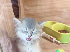 -猫十亿·布偶金渐层·曼基康矮脚猫舍(青年路店)