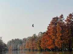 -池杉湖湿地公园