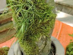 -上海佘山国家森林公园天马山园