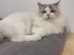 -有喵·猫咖·狗咖·30几只猫10只小狗(岗厦店)