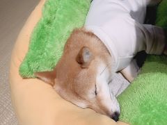 -逗柴咖啡屋·狗咖猫咖宠物桌游