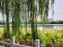 -莲花池公园