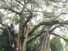 -瑞丽独树成林风景区