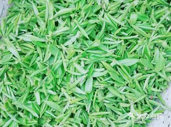 春暖花开，又到采茶时分