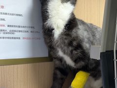 -谐和贝康宠物医院24小时·宠保定点(急重症转诊中心)