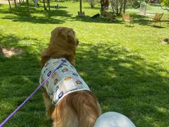 -爪吧宠物乐园 (温榆河示范区店)