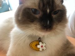 -猫在这儿猫咪咖啡馆·撸猫馆