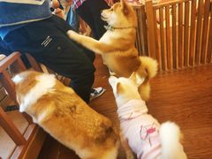 -豆柴町-柴犬主题狗咖(红鼎国际C座店)