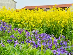 -苏州太湖西山岛开心农场