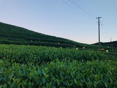 -听风阁农家私房菜茶楼(龙坞店)