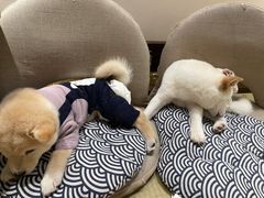 -逗柴咖啡屋·狗咖猫咖宠物桌游