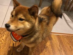 -柴务处·柴犬主题狗咖